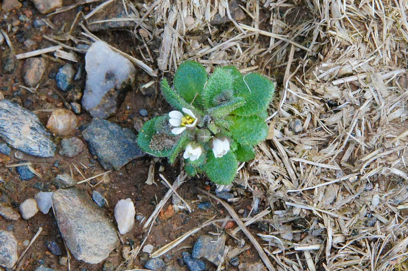 Erophila verna subsp. spathulata